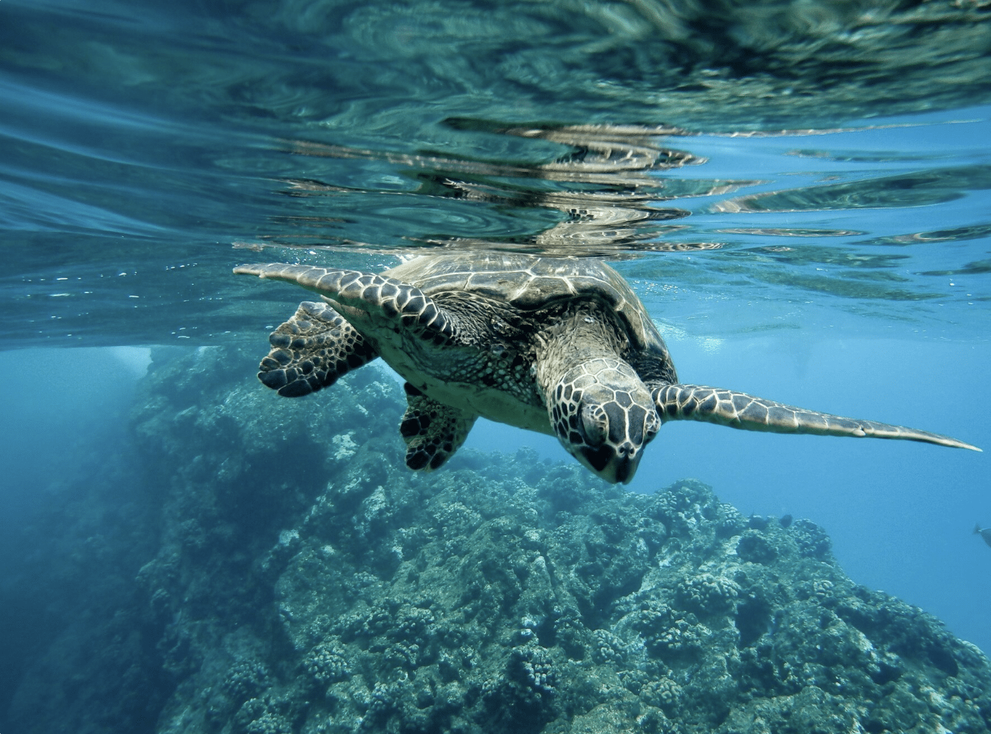 https://www.freepik.es/foto-gratis/primer-plano-tortuga-verde-nadando-agua-luces_11678040.htm#fromView=search&page=1&position=4&uuid=dc4e8851-f3d8-4ec4-b407-c32a0a63db4f&query=2.+Conservaci%C3%B3n+de+tortugas+marinas+en+Tortuguero+%28Costa+Rica%29